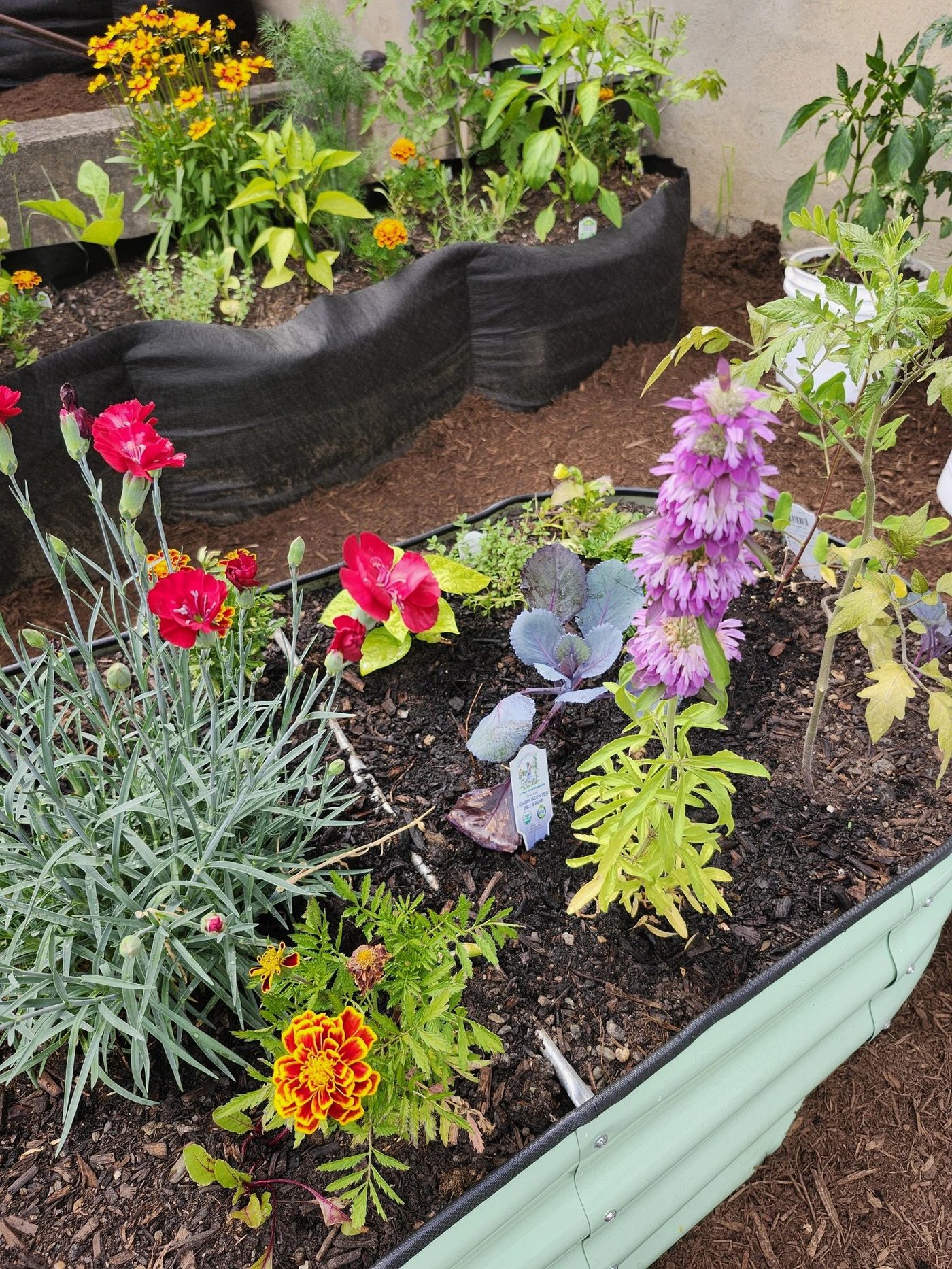 One of our actual garden beds, blooming with marigolds, pinks, and purple asters
